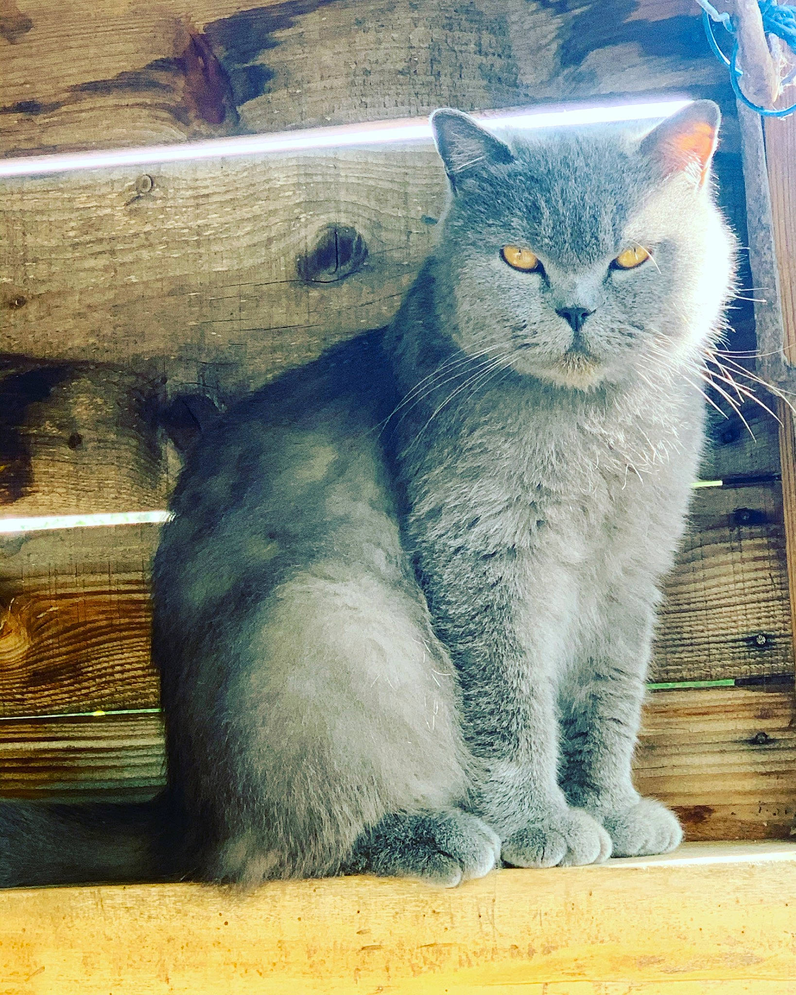Jimmy a rejoint le concours — aidez-le/la à gagner de superbes lots ! asian, british_semi_longhair, british_shorthair, carnivore, cat, chartreux, domestic_short_haired_cat, european_shorthair, fawn, felidae, kitten, korat, mammal, nebelung, russian_blue, scottish_fold, small_to_medium_sized_cats, snout, tail, whiskers