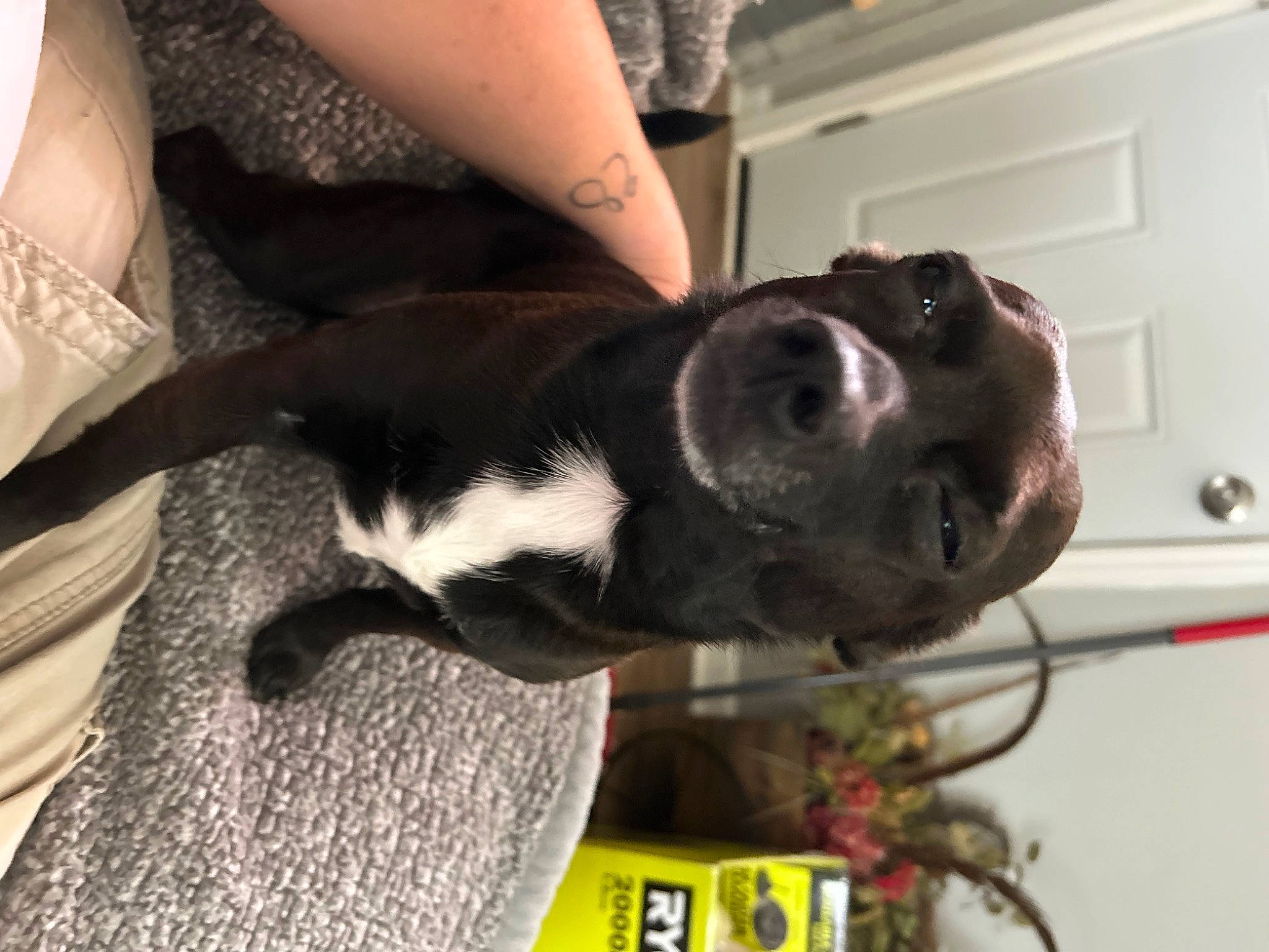 Micco is registered to the contest to win money with this photo: cabinetry, carnivore, collar, companion_dog, dog, dog_breed, door, fawn, fur, human_leg, light_switch, nail, snout, sporting_group, tail, thigh, wall_plate, whiskers, working_animal, wrist