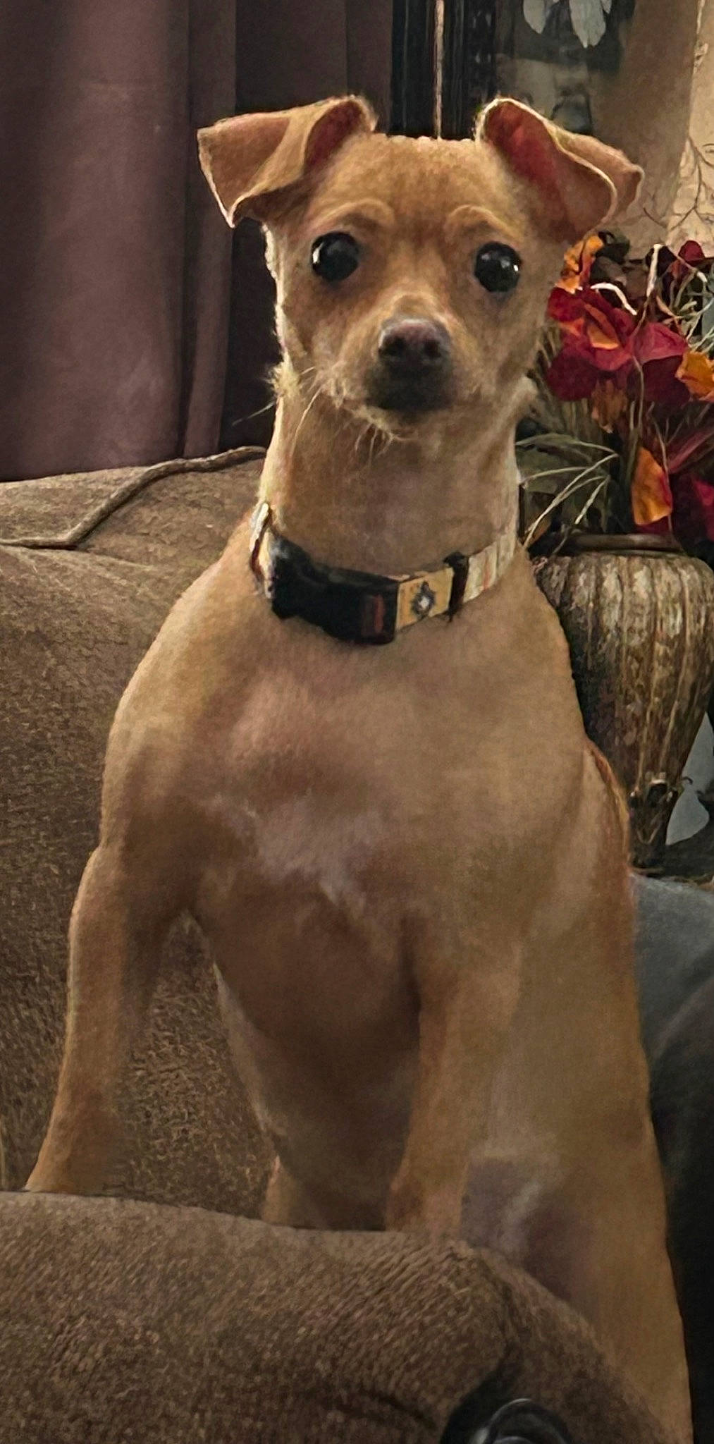 Noya joined the competition — help win amazing prizes! ancient_dog_breeds, canidae, carnivore, collar, companion_dog, dog, dog_breed, dog_collar, dog_supply, fawn, liver, pet_supply, rampur_greyhound, sighthound, snout, sporting_group, terrestrial_animal, toy_dog, whiskers, working_animal