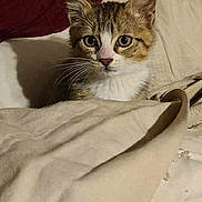 Milo is registered to the contest to win money with this photo: kitten, cat, blanket, fabric, indoor, pet, fur, whiskers, curious, animal, cute, tabby, resting, cozy, soft, ears, face, domestic_cat, feline, young_cat