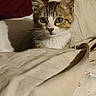 animal, blanket, cat, cozy, curious, cute, domestic_cat, ears, fabric, face, feline, fur, indoor, kitten, pet, resting, soft, tabby, whiskers, young_cat