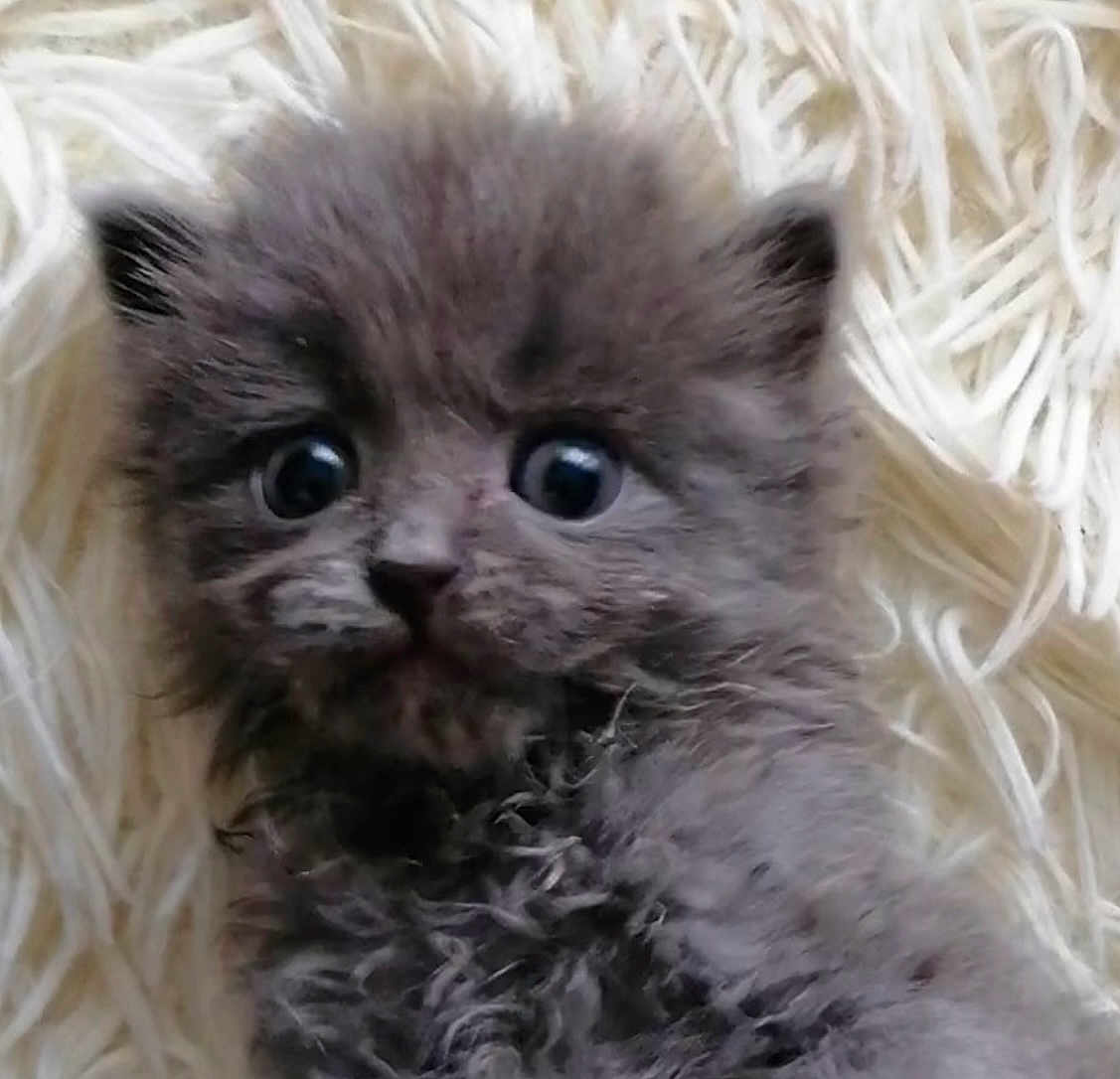 Sheddey is registered to the contest to win money with this photo: animal, close_up, cozy, curious, cute, domestic_cat, feline, fluffy, furry, gray_fur, indoor, kitten, lying_down, pet, portrait, small_ears, soft_texture, whiskers, wide_eyes, young