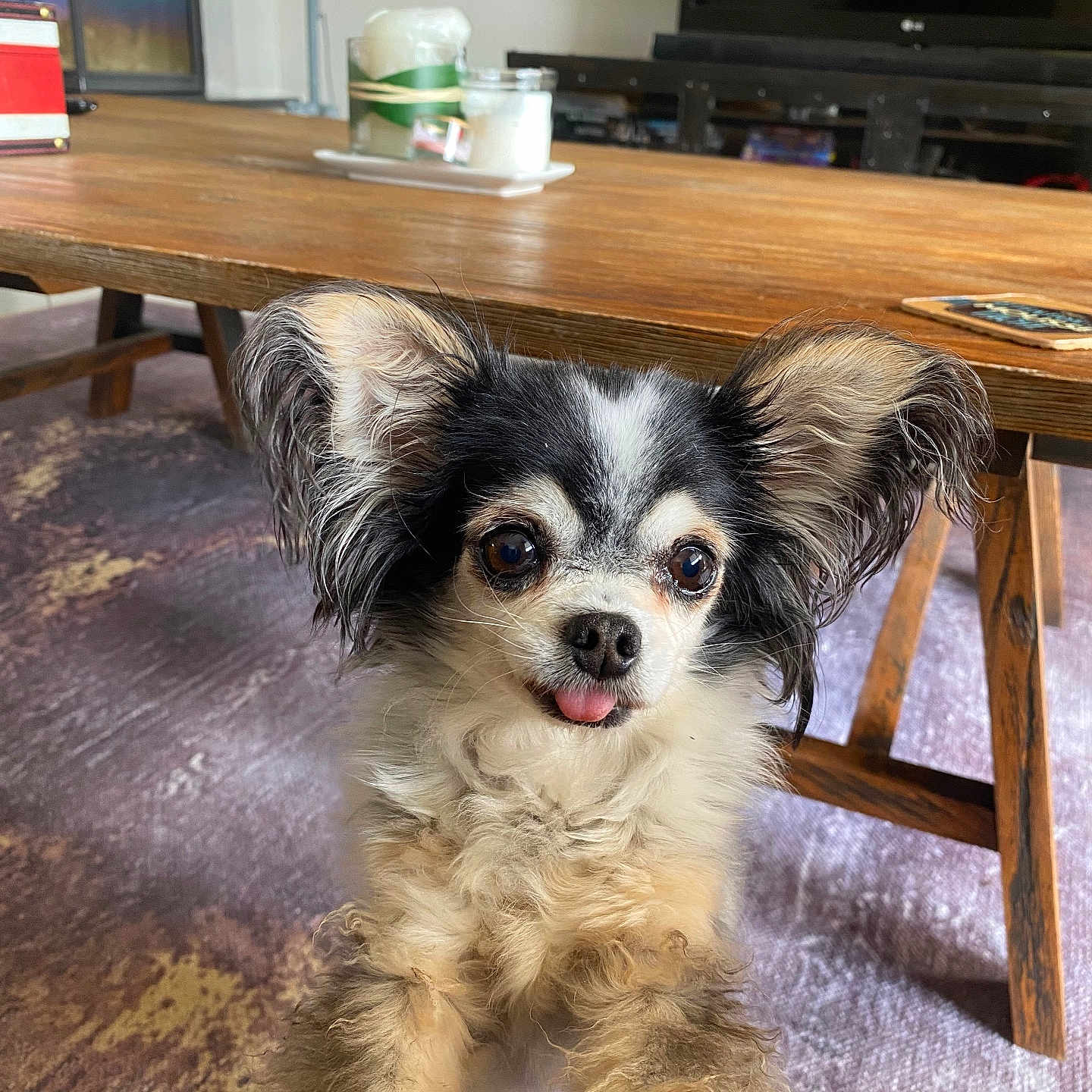 Lily participe au concours pour gagner de l'argent avec cette photo : animal, canine, cockerspaniel, computerhardware, diningtable, dog, electronics, furniture, hardware, hardwood, indoors, interiordesign, monitor, papillon, pet, puppy, screen, table, tv, wood