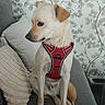 canine, comfort, couch, decor, dog, domestic_animal, ears, fur, furniture, home, indoor, leaf_pattern, pet, pillow, red_harness, relaxed, sitting, snout, tail, wallpaper