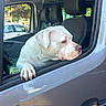 Lady a rejoint le concours — aidez-le/la à gagner de superbes lots ! animal, canine, car, car_window, daylight, dog, domestic_animal, head, looking, outdoor, paw, pet, resting, seat, side_view, transportation, travel, vehicle, white_dog, window