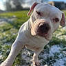 animal, blurred_background, canine, close_up, curious, daylight, dog, friendly, grass, mammal, nature, one_animal, outdoor, paw, pet, playful, portrait, snow, summer, white_dog