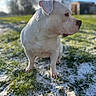 Lady a rejoint le concours — aidez-le/la à gagner de superbes lots ! animal, background_blur, blue_sky, calm, canine, daylight, dog, ears, eyes, field, fur, grass, nature, nose, outdoor, pet, portrait, sitting, snow, white_dog