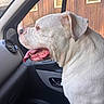 animal, canine, car_interior, car_window, close_up, companion, dog, domestic_animal, door_handle, fur, happy, pet, relaxed, side_profile, sitting, speaker, tongue_out, vehicle, white_dog, wooden_wall