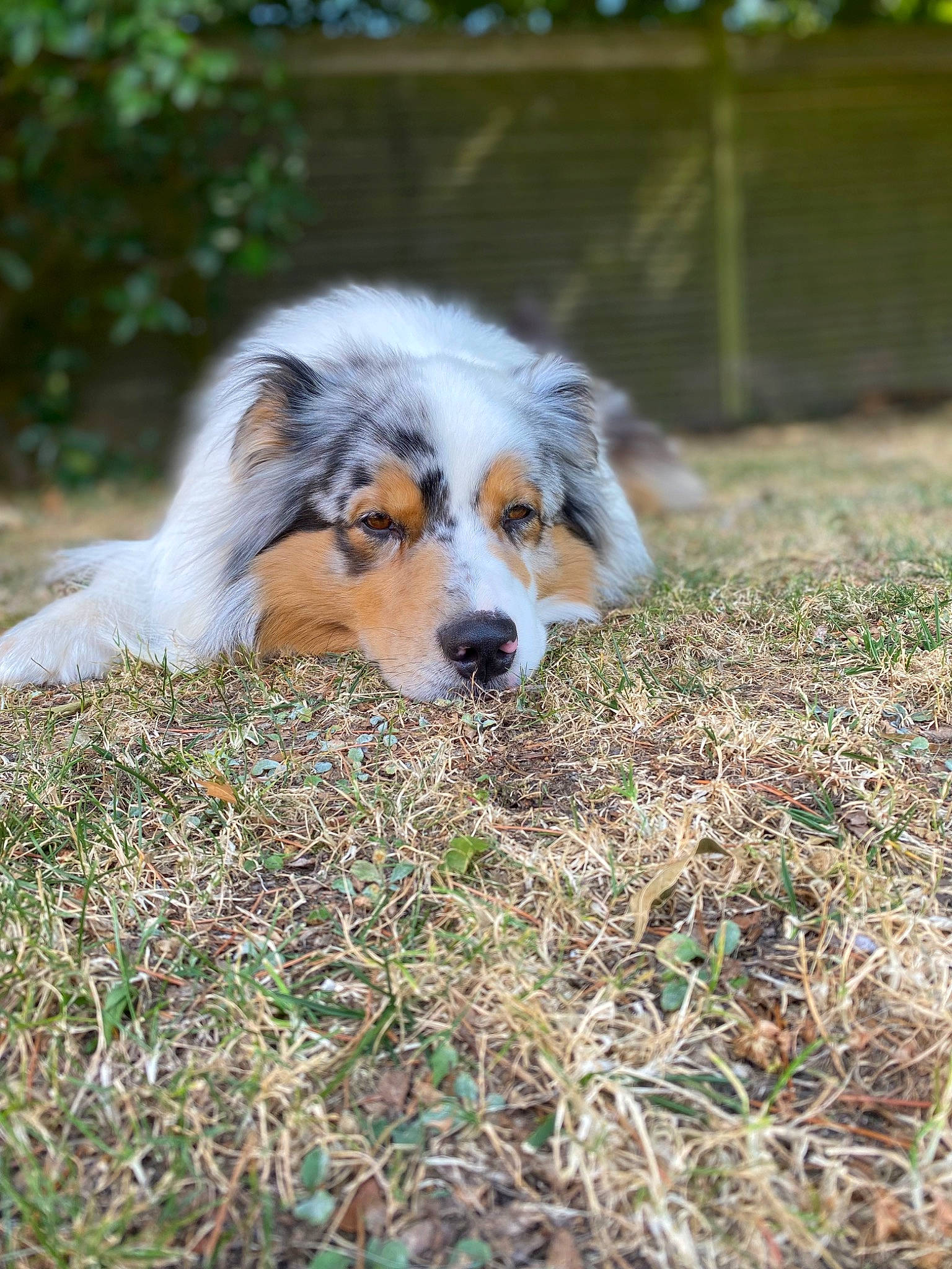 Aiko participe au concours pour gagner de l'argent avec cette photo : australian_collie, canidae, carnivore, collie, companion_dog, dog, dog_breed, fur, grass, herding_dog, miniature_australian_shepherd, plant, scotch_collie, snout, soil, sporting_group, terrestrial_animal, whiskers, working_dog