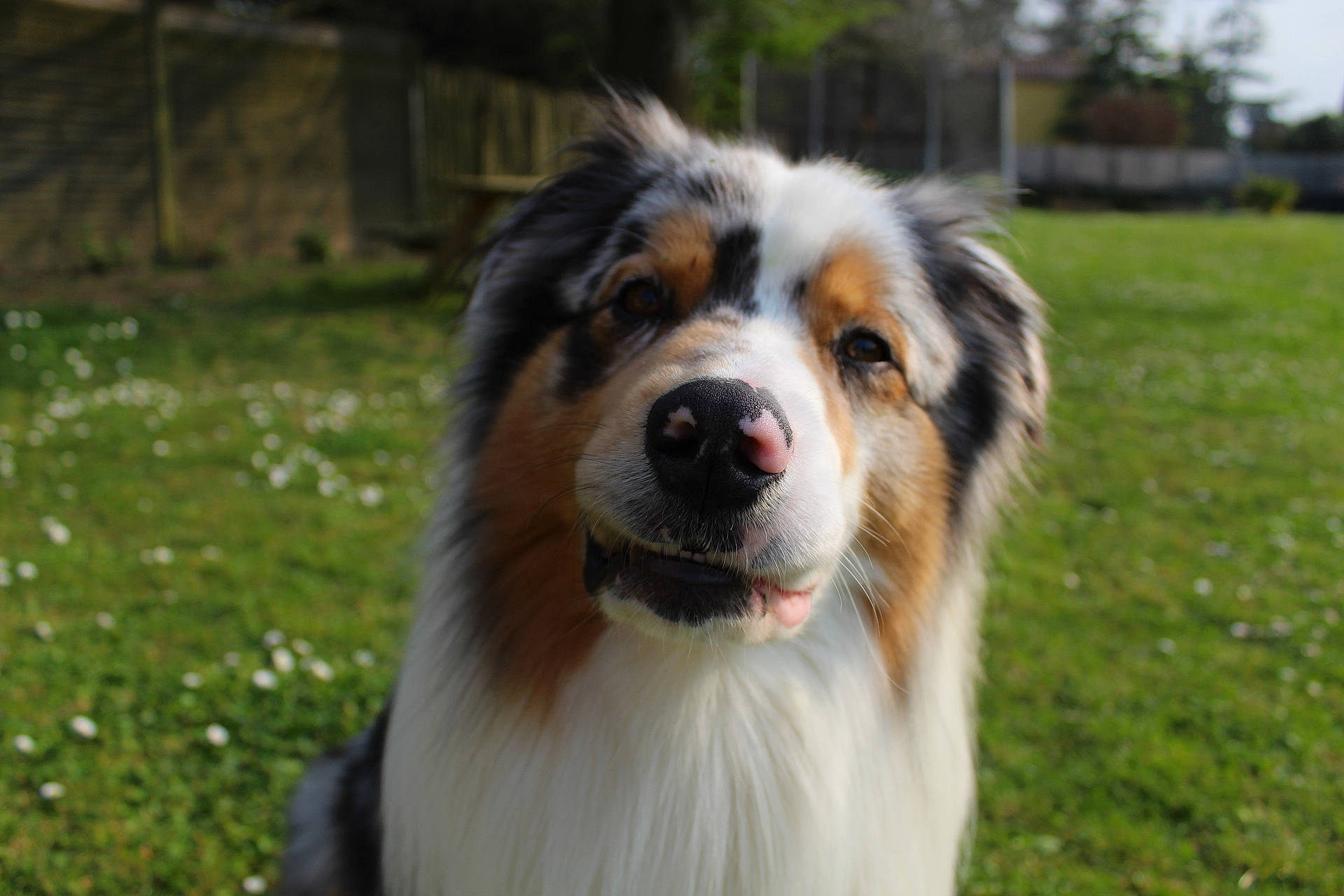 Aiko a rejoint le concours — aidez-le/la à gagner de superbes lots ! australian_collie, australian_shepherd, canidae, carnivore, companion_dog, dog, dog_breed, fur, grass, herding_dog, plant, snout, sporting_group, terrestrial_animal, tree, working_dog