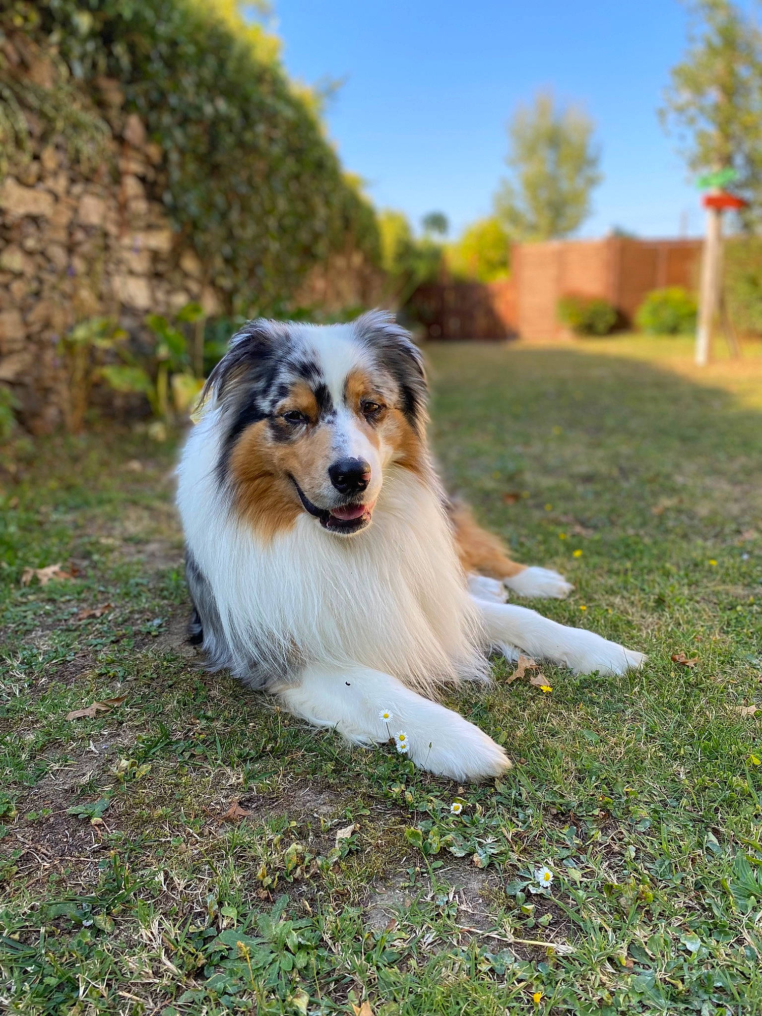 Aiko participe au concours pour gagner de l'argent avec cette photo : australian_shepherd, canidae, carnivore, collie, companion_dog, dog, dog_breed, fur, grass, grassland, herding_dog, landscape, plant, sky, snout, sporting_group, terrestrial_animal, tree, whiskers, working_dog