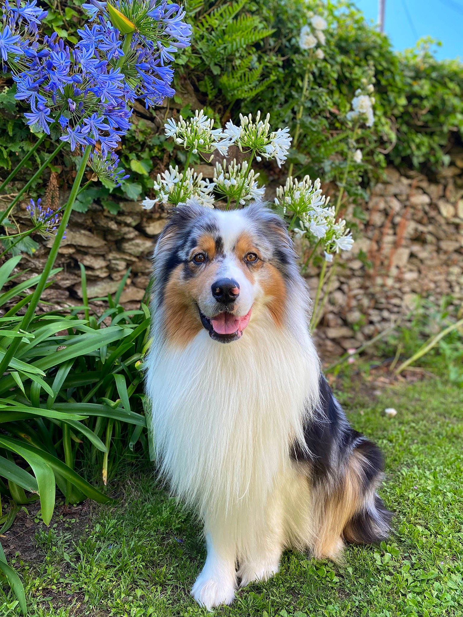 Aiko a rejoint le concours — aidez-le/la à gagner de superbes lots ! border_collie, canidae, carnivore, collie, companion_dog, dog, dog_breed, flower, grass, groundcover, herding_dog, miniature_australian_shepherd, plant, rough_collie, scotch_collie, shetland_sheepdog, sporting_group, tree, whiskers, working_dog