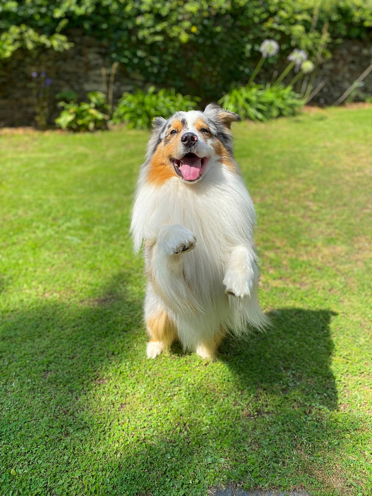 Aiko a rejoint le concours — aidez-le/la à gagner de superbes lots ! canidae, carnivore, collie, companion_dog, dog, dog_breed, dog_supply, fawn, garden, grass, herding_dog, non_sporting_group, plant, recreation, shetland_sheepdog, sporting_group, tail, toy_dog, tree, working_dog