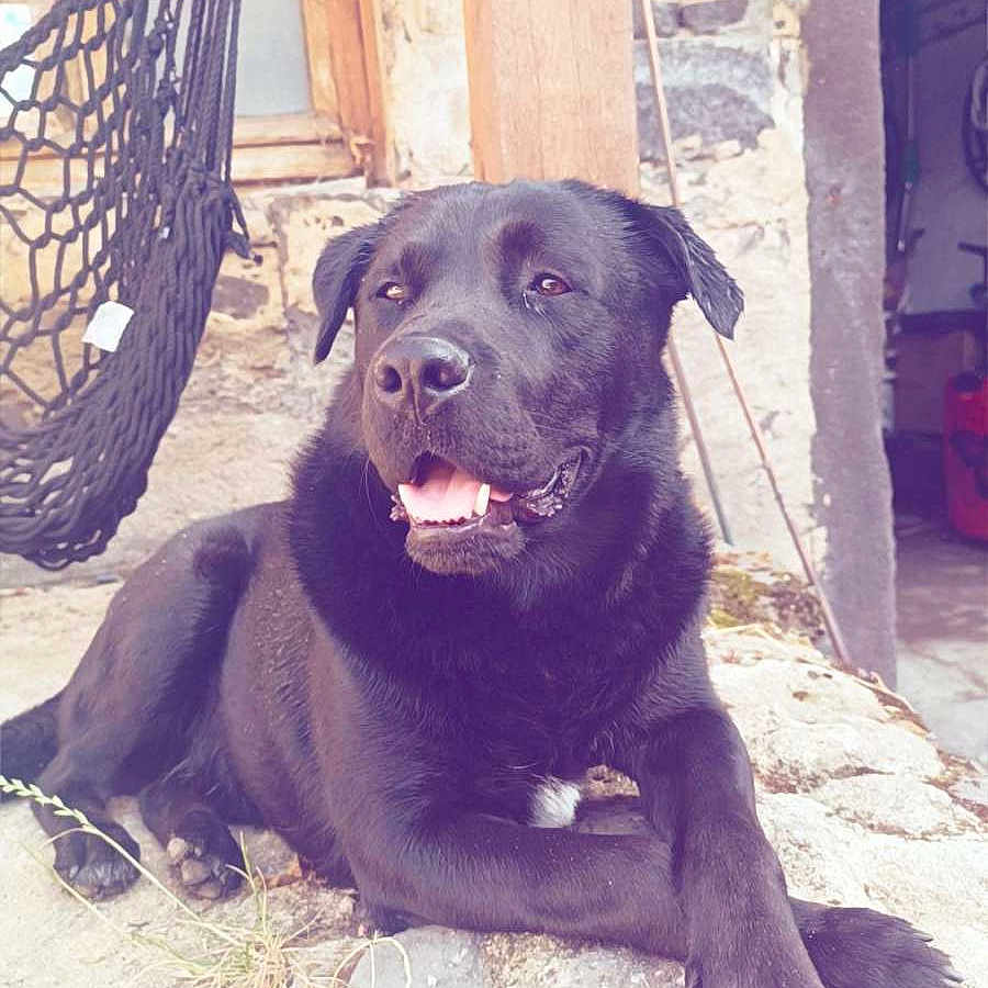 Bud a rejoint le concours — aidez-le/la à gagner de superbes lots ! animal, architecture, bodypart, building, bulldog, canine, dog, furniture, house, housing, labradorretriever, mouth, outdoors, person, pet, porch, puppy, rock, shelter, wall