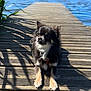 Vaï a rejoint le concours — aidez-le/la à gagner de superbes lots ! dog, wooden_dock, lake, water, sunlight, shadow, grass, outdoor, animal, pet, nature, sky, blue_sky, calm, relaxing, summer, fur, small_dog, canine, peaceful