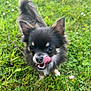 dog, small_dog, chihuahua, tongue, licking, grass, greenery, outdoor, pet, cute, fur, ears, animal, nature, playful, closeup, canine, adorable, black, tan