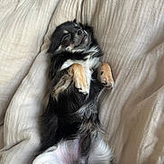 Vaï a rejoint le concours — aidez-le/la à gagner de superbes lots ! dog, sleeping, relaxed, fluffy, black, tan, pet, animal, cozy, blanket, fur, paws, cute, resting, indoors, comfort, laying_down, canine, nap, peaceful