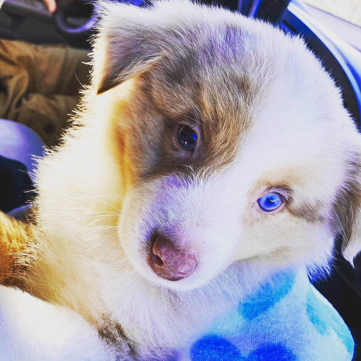 Ollie is registered to the contest to win money with this photo: australian_shepherd, border_collie, canidae, carnivore, dog, dog_breed, ear, eye, fur, head, iris, mammal, miniature_australian_shepherd, nose, puppy, puppy_love, snout, vertebrate, whiskers