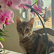 Anaya a rejoint le concours — aidez-le/la à gagner de superbes lots ! cat, tabby, flower, orchid, plant, tablecloth, window, indoor, pet, animal, nature, greenery, pink_flower, house, chair, leaf, domestic, curious, light, background