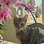 cat, tabby, flower, orchid, plant, tablecloth, window, indoor, pet, animal, nature, greenery, pink_flower, house, chair, leaf, domestic, curious, light, background