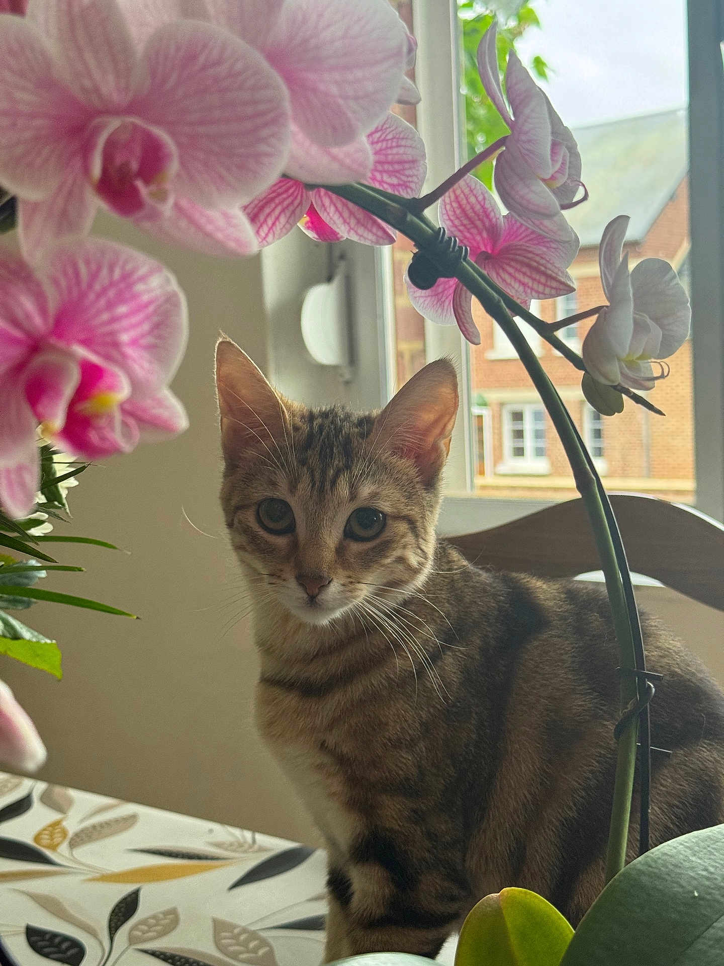 Anaya a rejoint le concours — aidez-le/la à gagner de superbes lots ! cat, tabby, flower, orchid, plant, tablecloth, window, indoor, pet, animal, nature, greenery, pink_flower, house, chair, leaf, domestic, curious, light, background