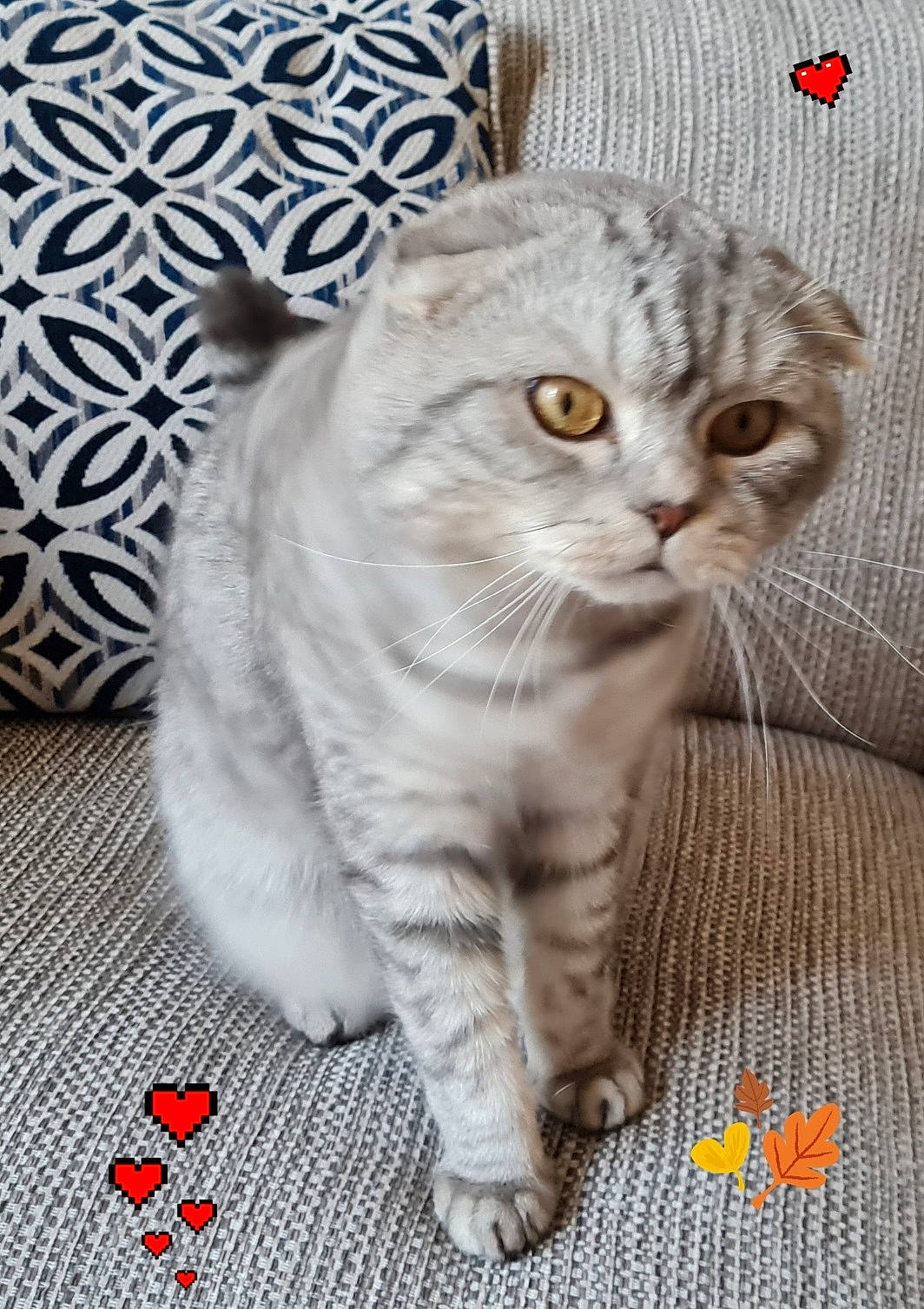 Bazilik Of Libaupride joined the competition — help win amazing prizes! carnivore, cat, claw, comfort, domestic_short_haired_cat, fawn, felidae, font, foot, fur, paw, photo_caption, small_to_medium_sized_cats, snout, tail, terrestrial_animal, whiskers