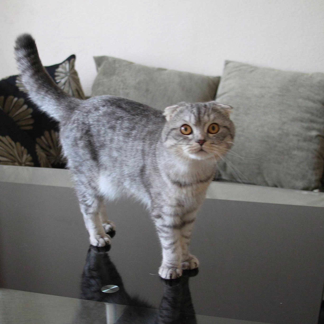 Bazilik Of Libaupride