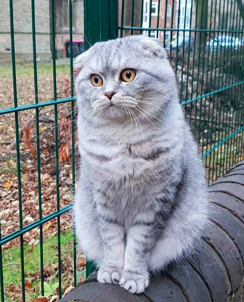 Bazilik Of Libaupride joined the competition — help win amazing prizes! carnivore, cat, domestic_short_haired_cat, eye, felidae, fence, fur, grass, grey, head, iris, mesh, plant, small_to_medium_sized_cats, snout, tail, terrestrial_animal, tree, whiskers, window