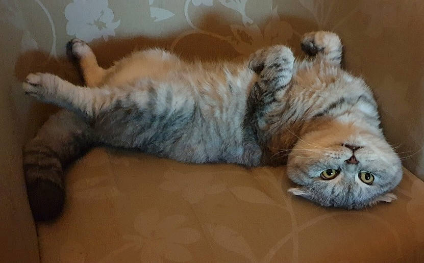 Bazilik Of Libaupride joined the competition — help win amazing prizes! carnivore, cat, claw, comfort, domestic_short_haired_cat, fawn, felidae, flooring, fur, hardwood, mammal, nap, paw, small_to_medium_sized_cats, snout, tail, terrestrial_animal, vertebrate, whiskers, wood