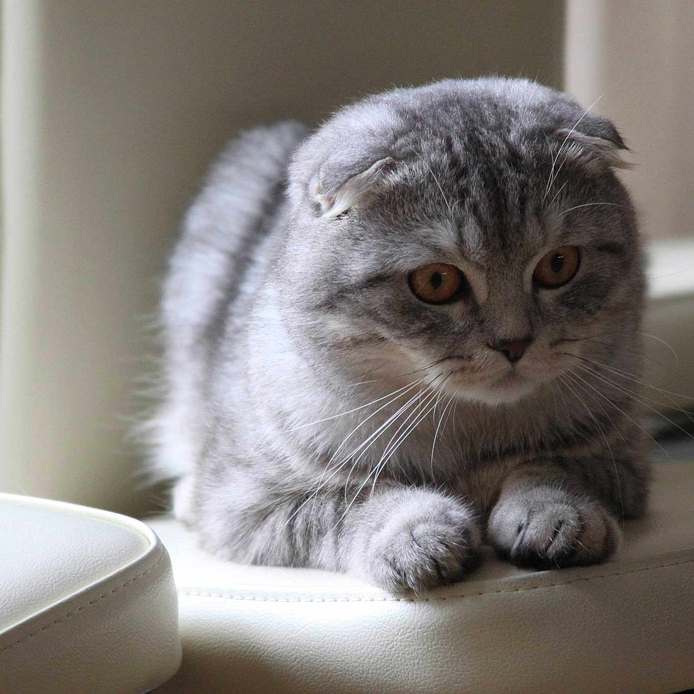 Bazilik Of Libaupride