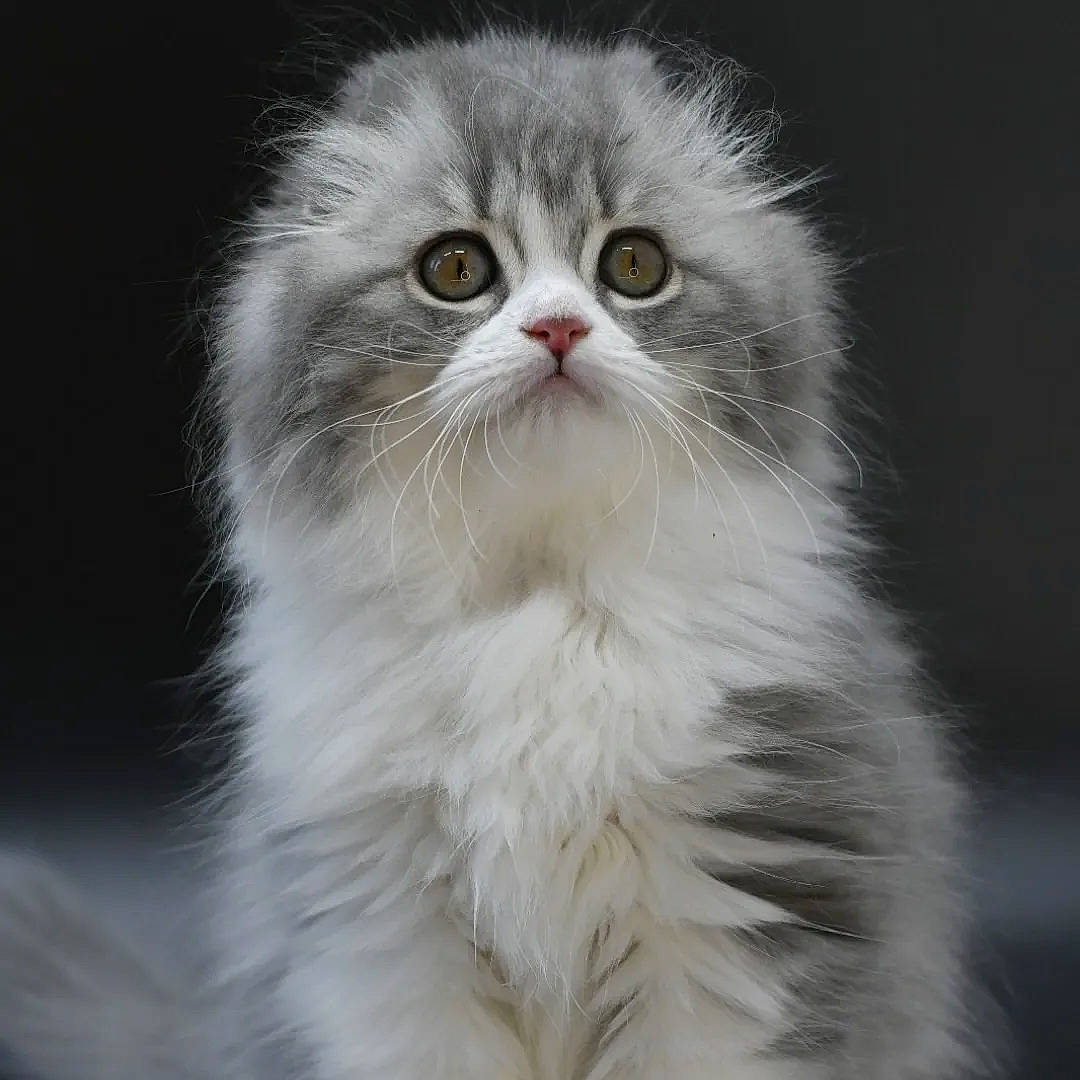 Marvin is registered to the contest to win money with this photo: carnivore, cat, felidae, fur, plant, small_to_medium_sized_cats, snout, terrestrial_animal, vegetable, whiskers