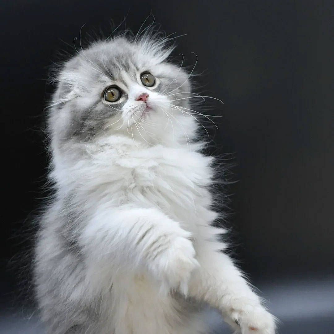 Marvin is registered to the contest to win money with this photo: carnivore, cat, event, felidae, fur, small_to_medium_sized_cats, snout, terrestrial_animal, whiskers