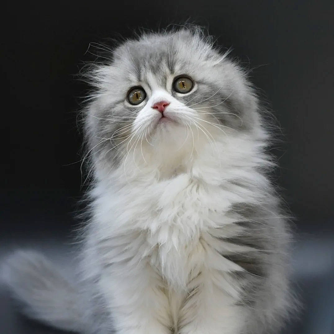 Marvin joined the competition — help win amazing prizes! carnivore, cat, event, felidae, fur, science, small_to_medium_sized_cats, snout, terrestrial_animal, whiskers