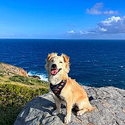 Roger participe au concours pour gagner de l'argent avec cette photo : accessories, animal, canine, cliff, dog, goldenretriever, husky, leash, nature, outdoors, pet, promontory, puppy, rock, scenery, sea, sky, strap, summer, water
