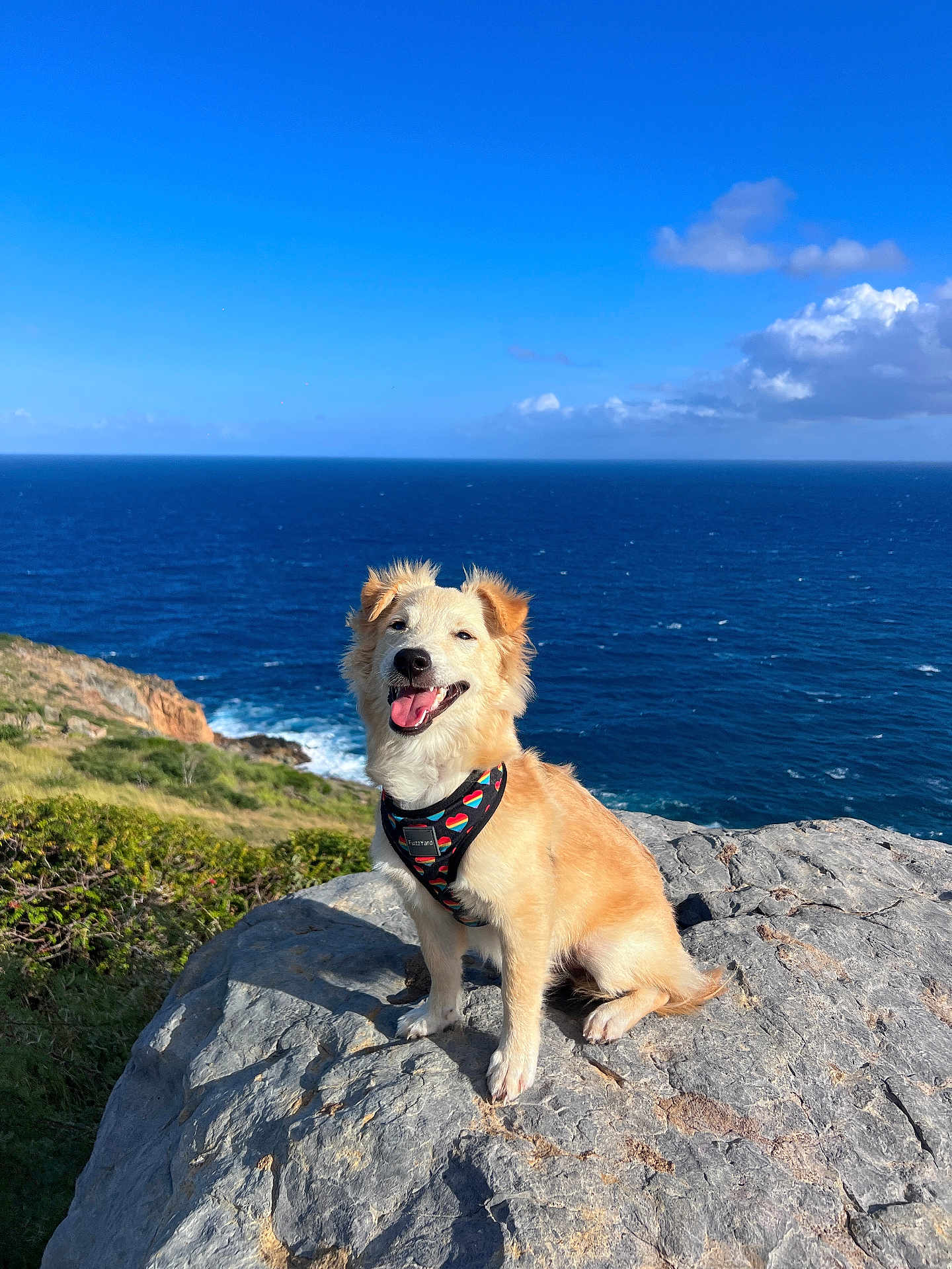 Roger participe au concours pour gagner de l'argent avec cette photo : accessories, animal, canine, cliff, dog, goldenretriever, husky, leash, nature, outdoors, pet, promontory, puppy, rock, scenery, sea, sky, strap, summer, water
