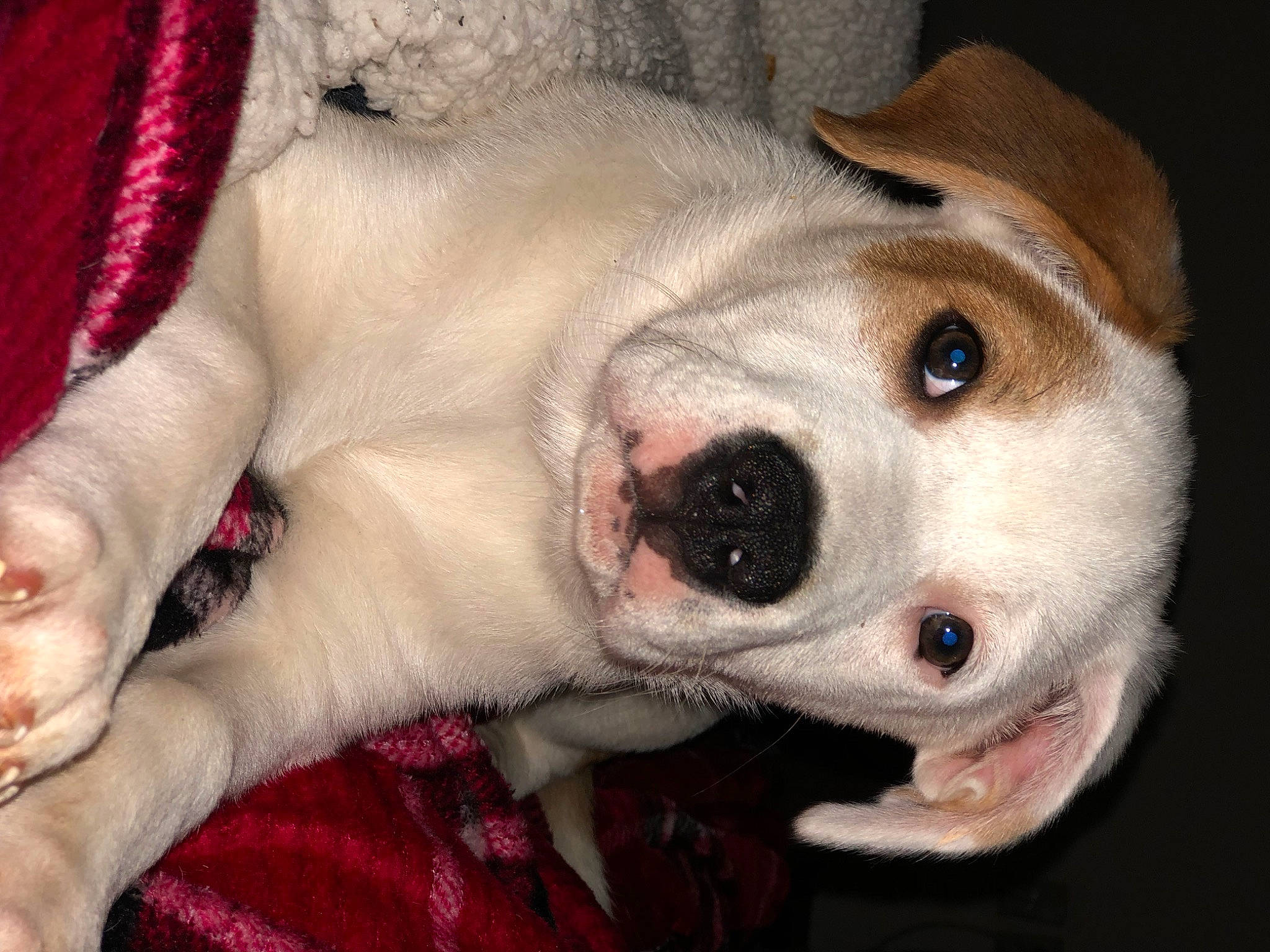 Hazel is registered to the contest to win money with this photo: canidae, carnivore, comfort, companion_dog, dog, dog_breed, ear, fang, fawn, fur, head, jaw, mammal, nose, paw, snout, sporting_group, vertebrate, whiskers, working_animal