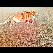 Milo is registered to the contest to win money with this photo: cat, orange_tabby, carpet, lounging, pet, feline, indoor, relaxed, fur, animal, whiskers, paws, cute, sleepy, domestic_cat, laying_down, mammal, cozy, resting, cute_pet