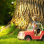 Payzlee joined the competition — help win amazing prizes! dog, toy_car, outdoor, grass, tree_trunk, pet, small_dog, striped_clothing, bow, sunlight, nature, cute, playful, vehicle, park, animal, summer, greenery, daytime, fun