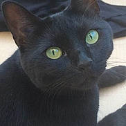 Caline participe au concours pour gagner de l'argent avec cette photo : black, black_cat, bombay, burmese, carnivoran, cat, cat_like_mammal, chartreux, domestic_short_haired_cat, korat, mammal, nebelung, russian_blue, small_to_medium_sized_cats, vertebrate, whiskers
