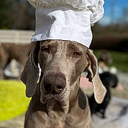 Messika participe au concours pour gagner de l'argent avec cette photo : animal, blurred_background, brown_dog, canine, chef_hat, closeup, companion, cute, dog, domestic_animal, ears, face, funny, hat, outdoor, pet, portrait, relaxed, summer, sunny