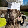 animal, blurred_background, brown_dog, canine, chef_hat, closeup, companion, cute, dog, domestic_animal, ears, face, funny, hat, outdoor, pet, portrait, relaxed, summer, sunny