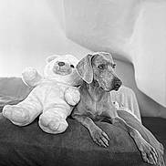 Figaro a rejoint le concours — aidez-le/la à gagner de superbes lots ! animal, black_and_white, companion, couch, cozy, cute, dog, domestic, friendship, furniture, indoor, monochrome, pet, plush_toy, portrait, relaxed, resting, sofa, soft_texture, teddy_bear