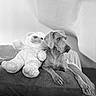 animal, black_and_white, companion, couch, cozy, cute, dog, domestic, friendship, furniture, indoor, monochrome, pet, plush_toy, portrait, relaxed, resting, sofa, soft_texture, teddy_bear
