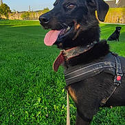 Romann a rejoint le concours — aidez-le/la à gagner de superbes lots ! accessories, animal, ball, canine, clothing, dog, field, grass, grassland, hound, lawn, nature, outdoors, pants, park, pet, plant, puppy, sport, strap