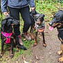 Romann a rejoint le concours — aidez-le/la à gagner de superbes lots ! accessories, adult, animal, appenzeller, canine, clothing, dog, female, footwear, grass, hound, labradorretriever, person, pet, plant, policedog, shoe, strap, walkingdog, woman