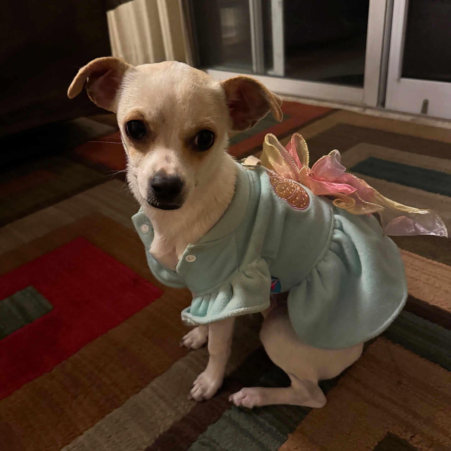 Toolie is registered to the contest to win money with this photo: adorable, animal, carpet, clothing, costume, cute, dog, dress, ears, expression, floor, home, indoor, looking, pet, portrait, sitting, small_dog, white_dog, wings