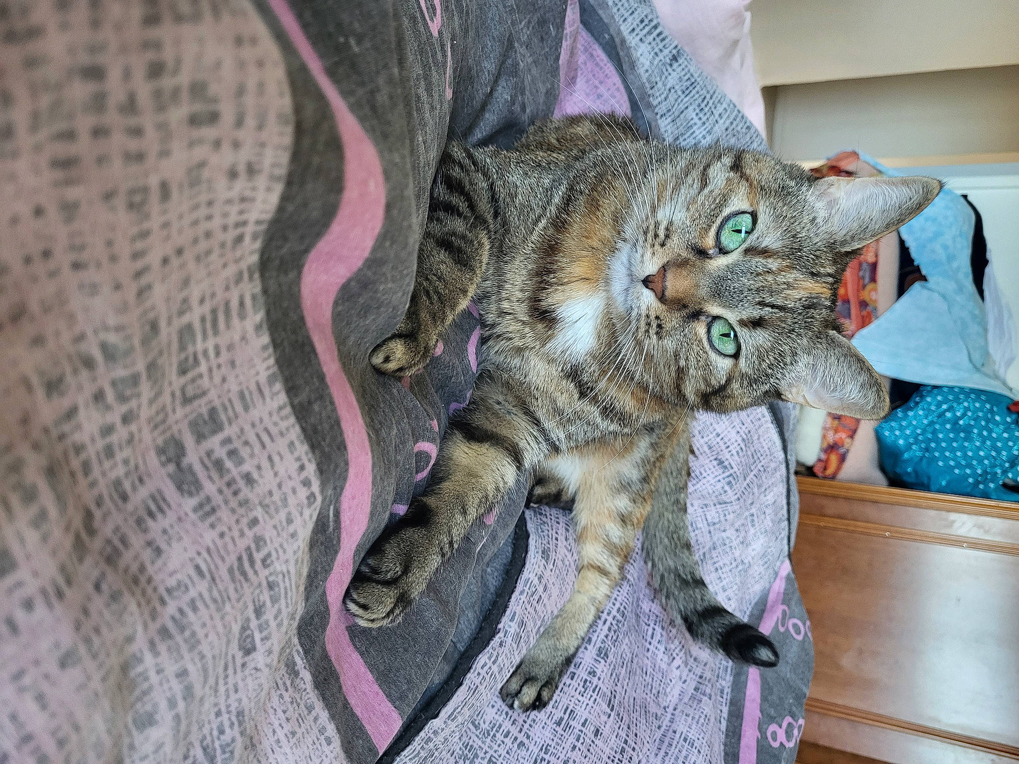 Chipie participe au concours pour gagner de l'argent avec cette photo : carnivore, cat, claw, comfort, domestic_short_haired_cat, eye, felidae, fur, pattern, paw, small_to_medium_sized_cats, snout, tail, terrestrial_animal, tree, whiskers