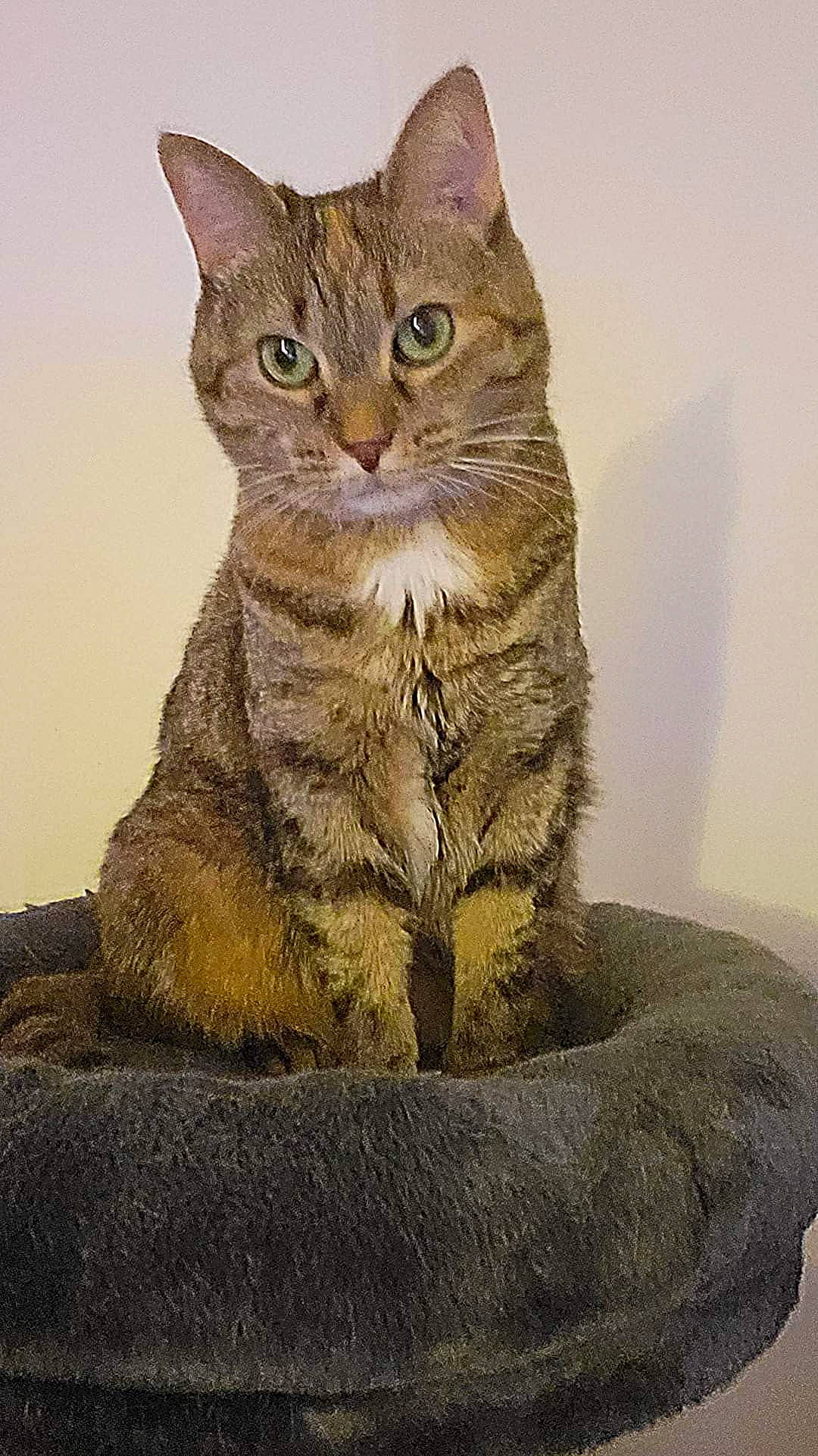 Chipie a rejoint le concours — aidez-le/la à gagner de superbes lots ! carnivore, cat, domestic_short_haired_cat, felidae, fur, small_to_medium_sized_cats, terrestrial_animal, whiskers, wildlife