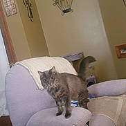 Sky joined the competition — help win amazing prizes! cat, gray_cat, fluffy, long_hair, pet, animal, standing, tail, indoors, living_room, recliner, chair, blanket, cushion, home_decor, wall_art, portrait, looking_at_camera, cozy, furniture