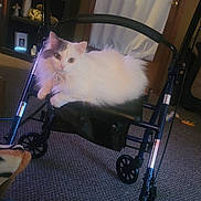 Mylah is registered to the contest to win money with this photo: animal, carpet, cat, chair, cozy, curtain, feline, fluffy, furniture, indoor, living_room, long_hair, looking_at_camera, lying_down, pet, portrait, shelves, sitting, walker, white_cat